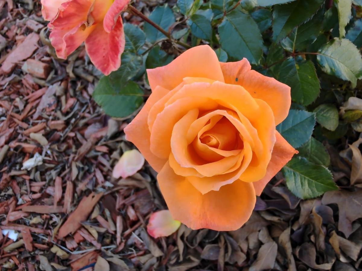 Granbury Gardens Bed And Breakfast Εξωτερικό φωτογραφία