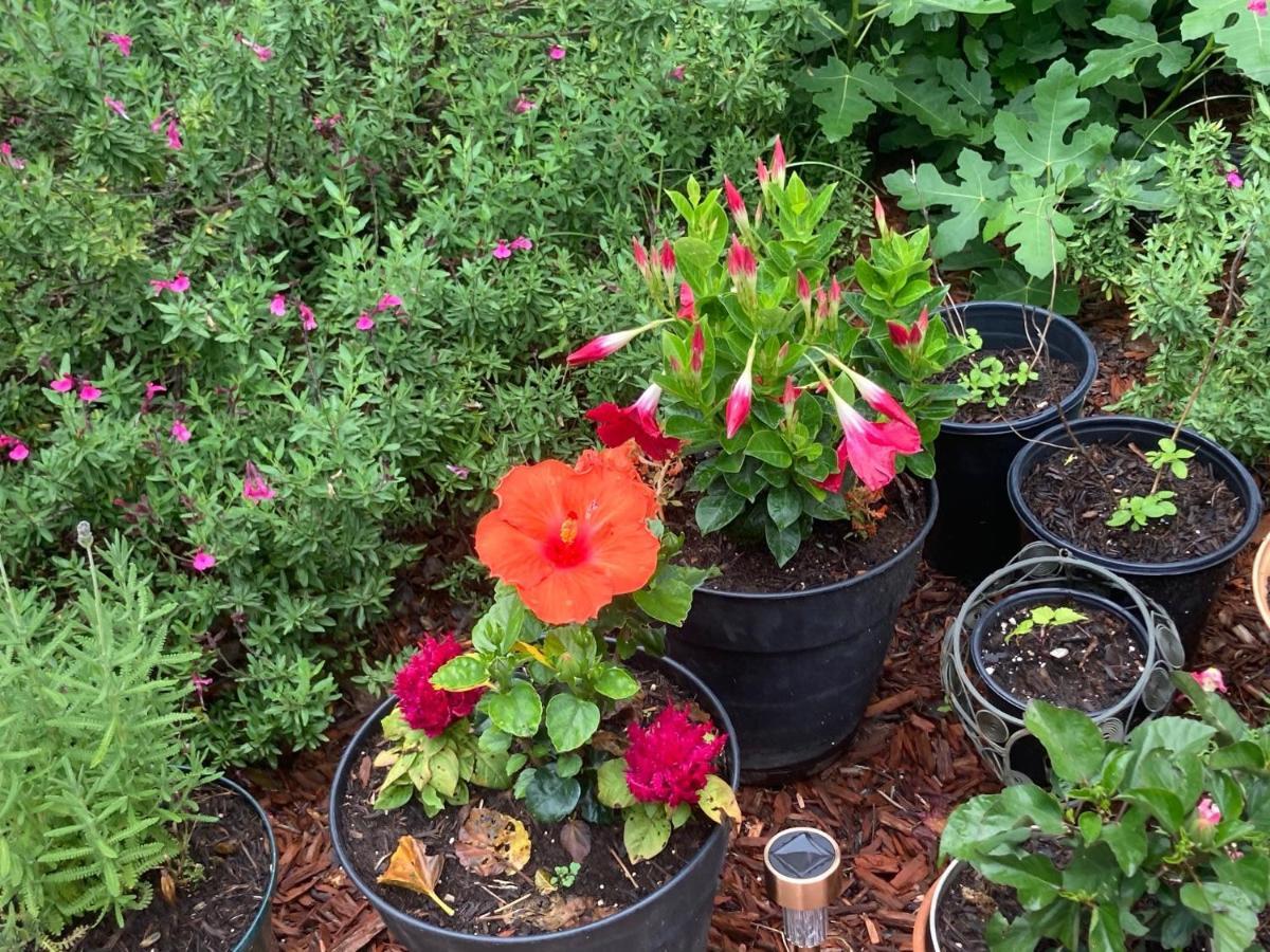 Granbury Gardens Bed And Breakfast Εξωτερικό φωτογραφία